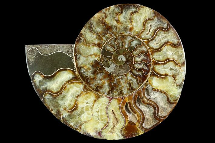 Cut Ammonite Fossil (Half) - Agatized #125567